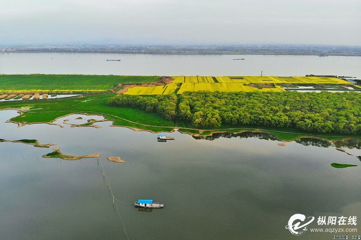 航拍一沐春风满地金