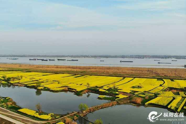 航拍一沐春风满地金