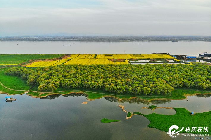 航拍一沐春风满地金