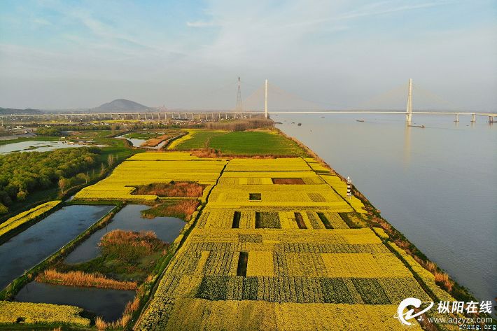 航拍一沐春风满地金