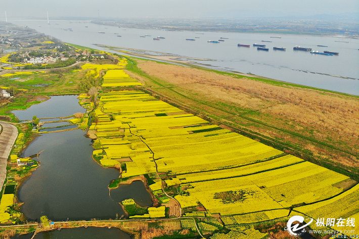 航拍一沐春风满地金