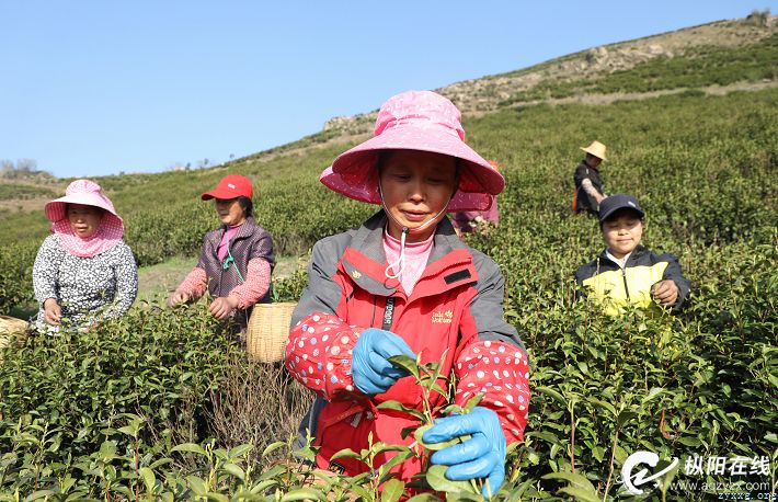 春茶满园采摘忙