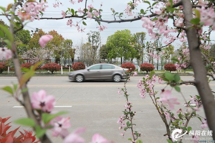 草长莺飞 春色撩人