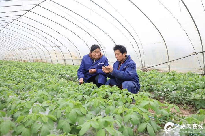 特色农业促脱贫