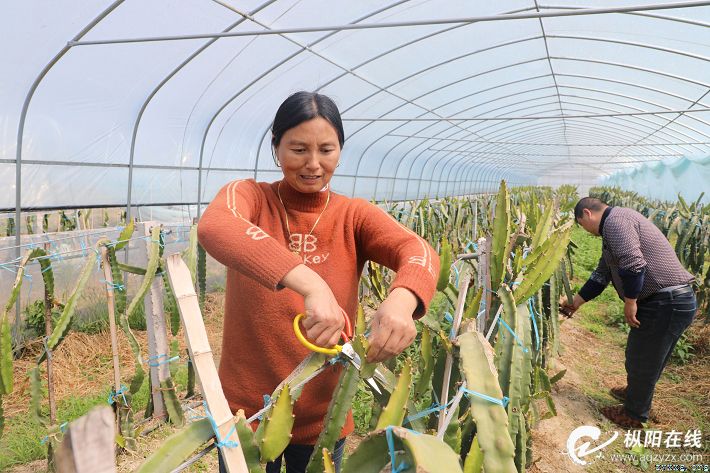 种植火龙果助脱贫