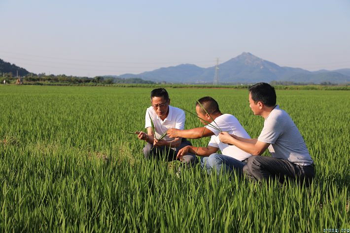 农技人员深入田头，指导农户恢复生产