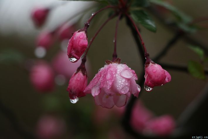 春风十里花开好