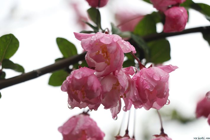 春风十里花开好
