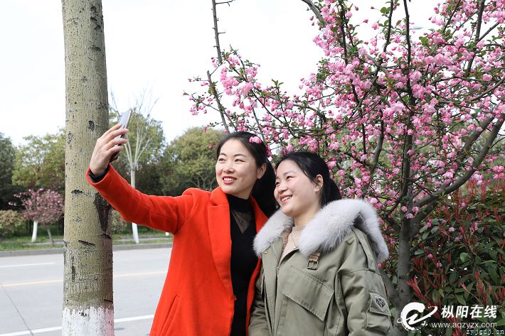 “海棠大道”花开正艳