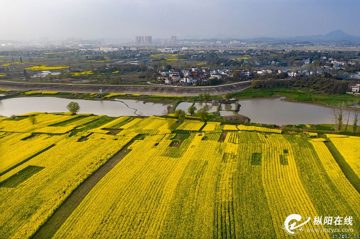 金色花海 惹人醉