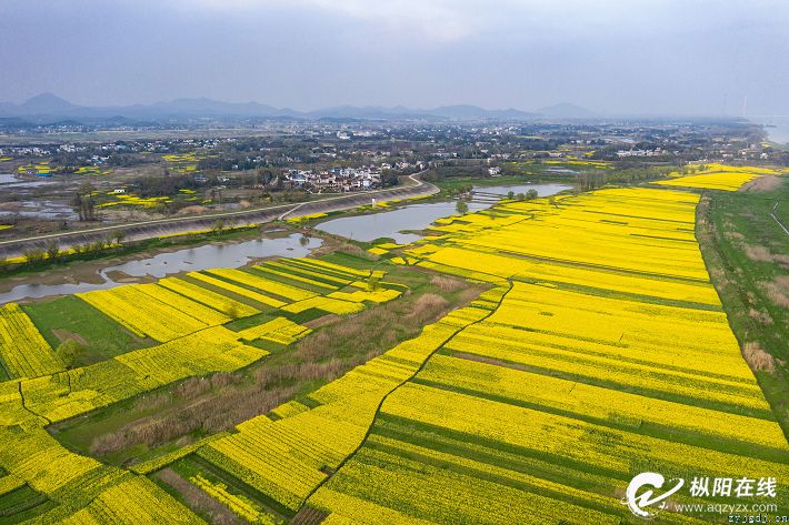 金色花海 惹人醉