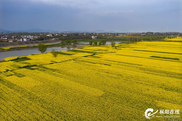 金色花海 惹人醉