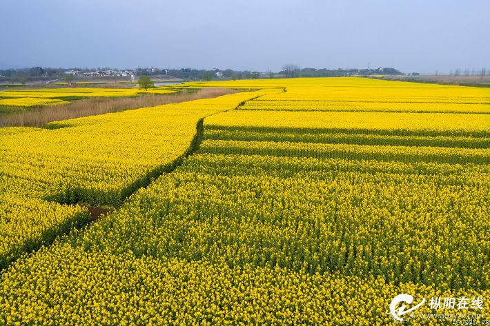 金色花海 惹人醉