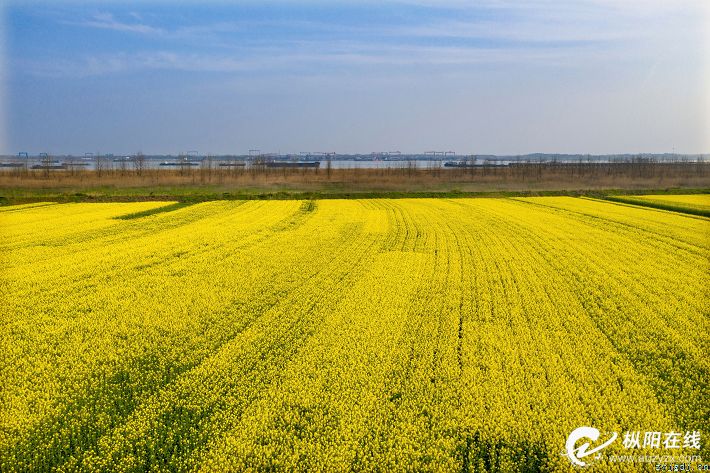 金色花海 惹人醉