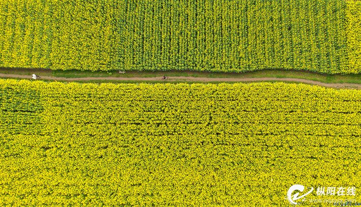 金色花海 惹人醉