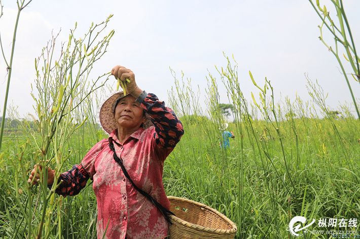 小小黄花菜 开出致富花
