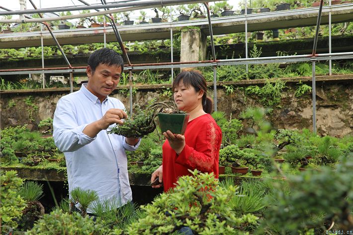 微盆景栽出好“钱”景