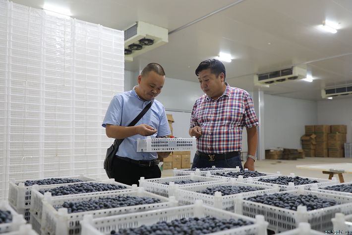 小蓝莓长成乡村振兴“致富果”