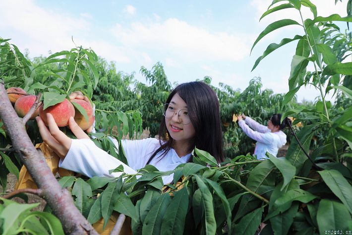 乡村振兴果香飘