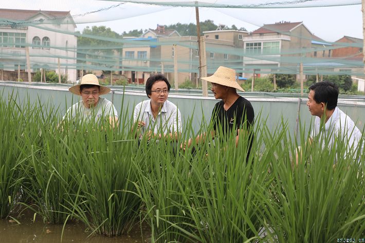 “稻蛙共生”助民增收致富