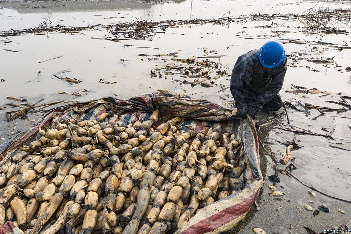 冬日采藕忙