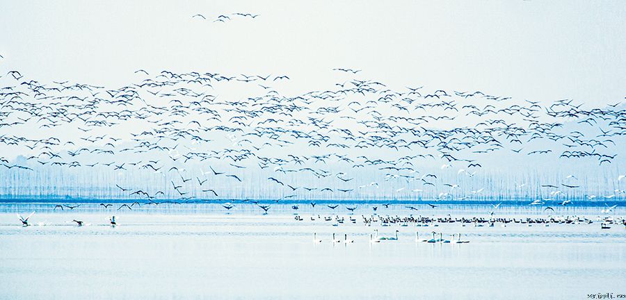 菜子湖生态好 引候鸟