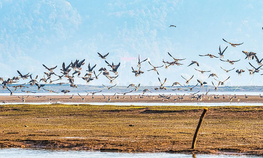 菜子湖生态好 引候鸟