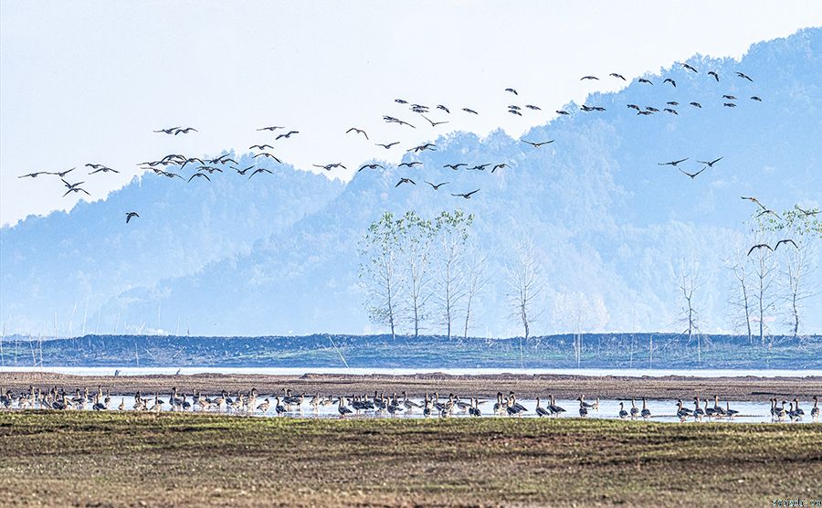菜子湖生态好 引候鸟