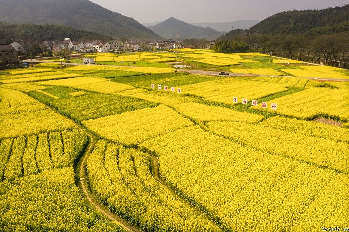 油菜花开遍地金
