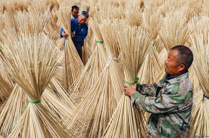竹子绽开“致富花”