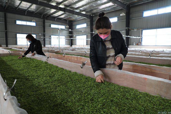 茶香满园采摘忙