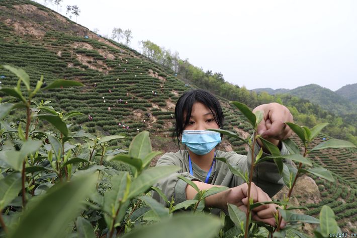 茶香满园采摘忙