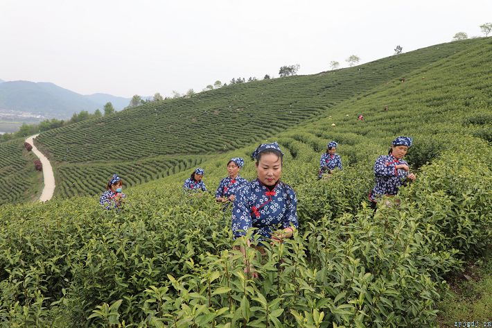 “明前茶”采摘忙